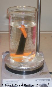 Experiment des Monats