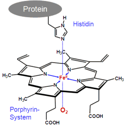 Haemoglobin