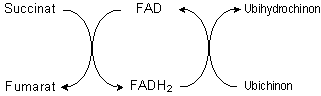 Riboflavin