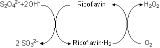 Riboflavin